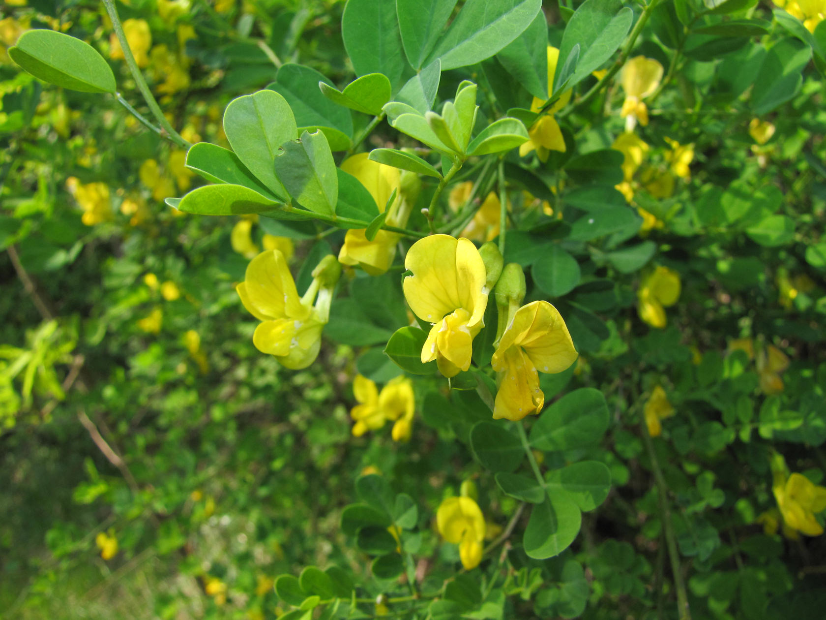 Emerus major (=Coronilla emerus) / Cornetta dondolina